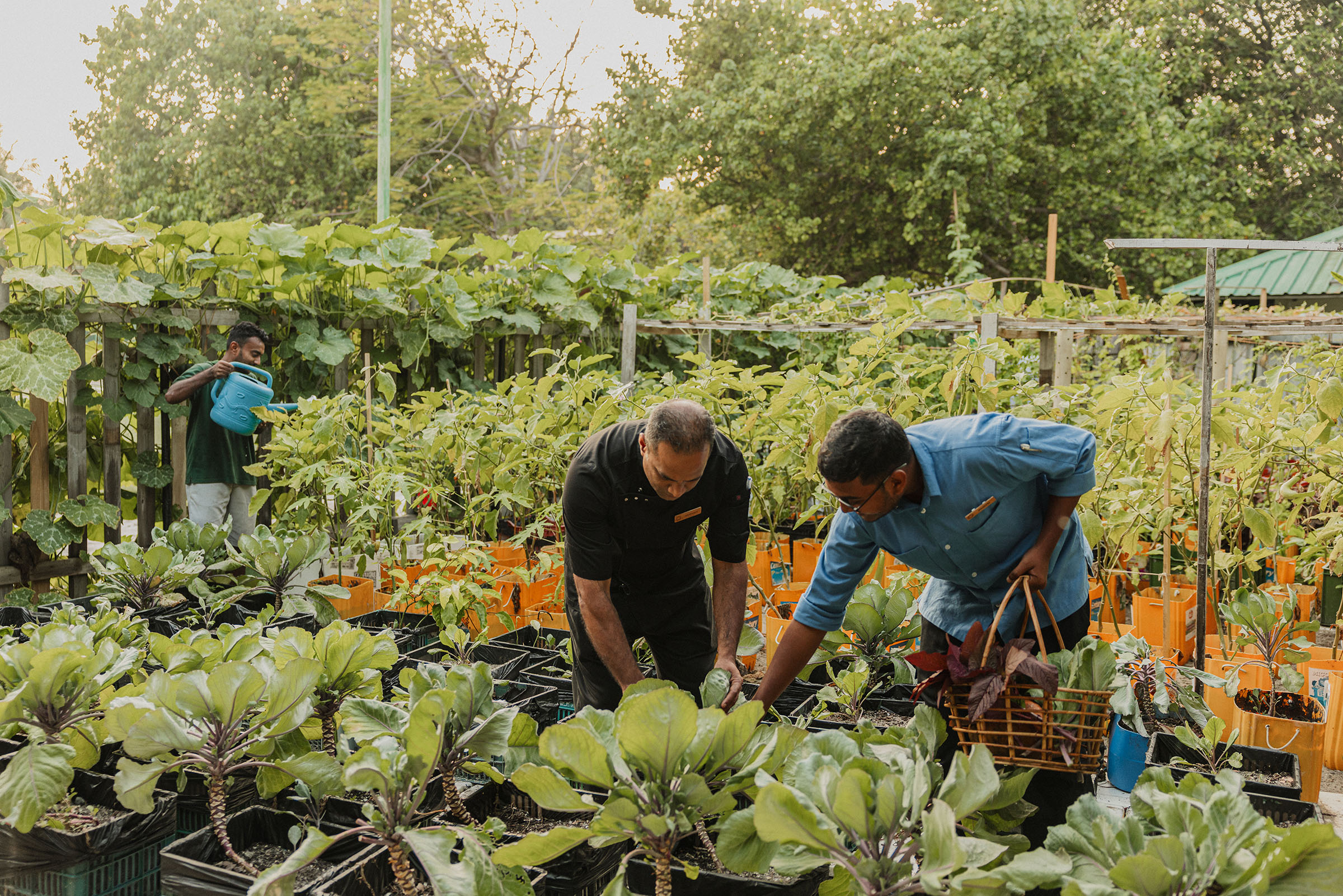 SSIF Garden 23 M