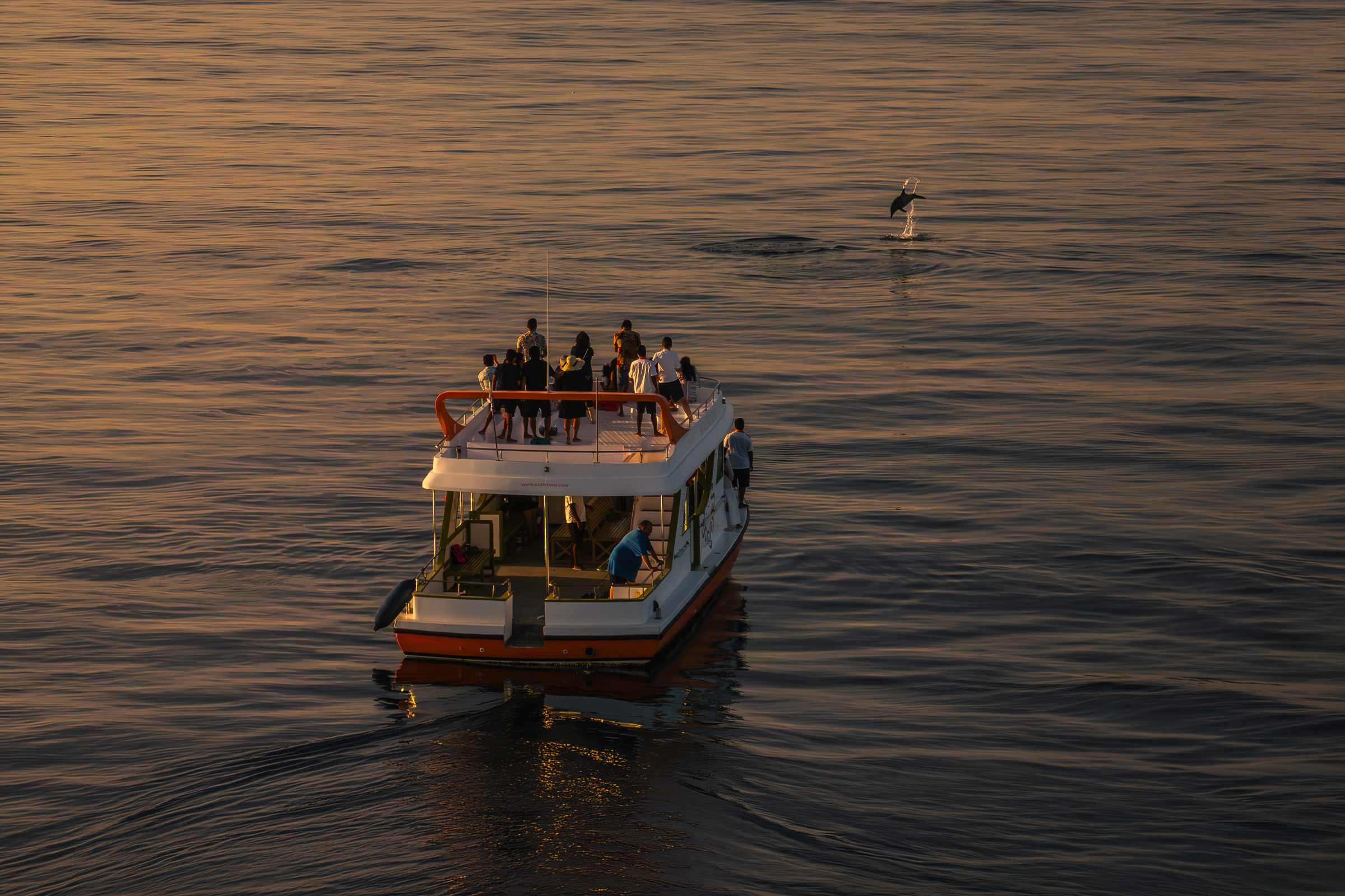 Dophin Cruise Excusion