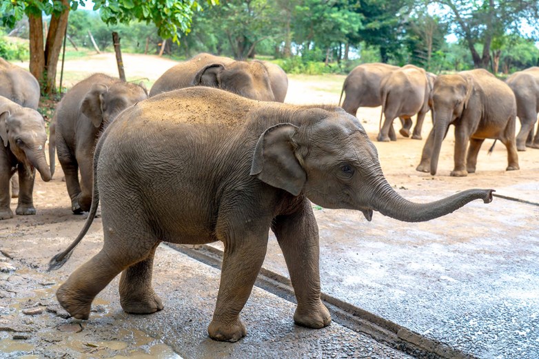 Sun Siyam Pasikudah Kalo 1