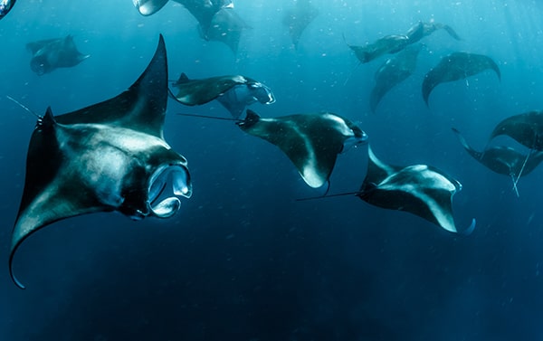 Manta Rays