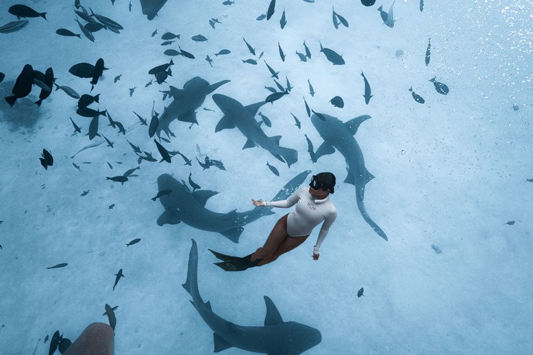 Nurse sharks