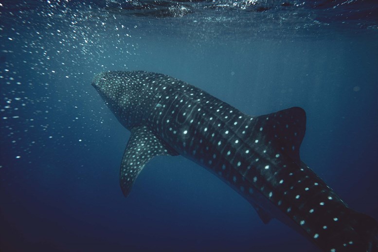 Whale Shark