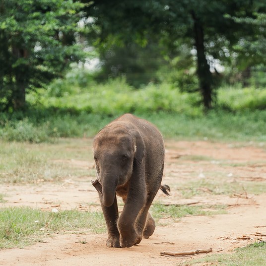 Ssp Elephant Care3