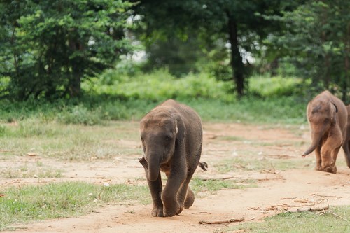 Sun Siyam CarePhant