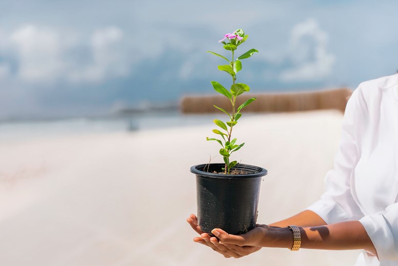 Sun Siyam Vilu Reef Brings Earth Day to Life Through Community and Conservation Tree Planting