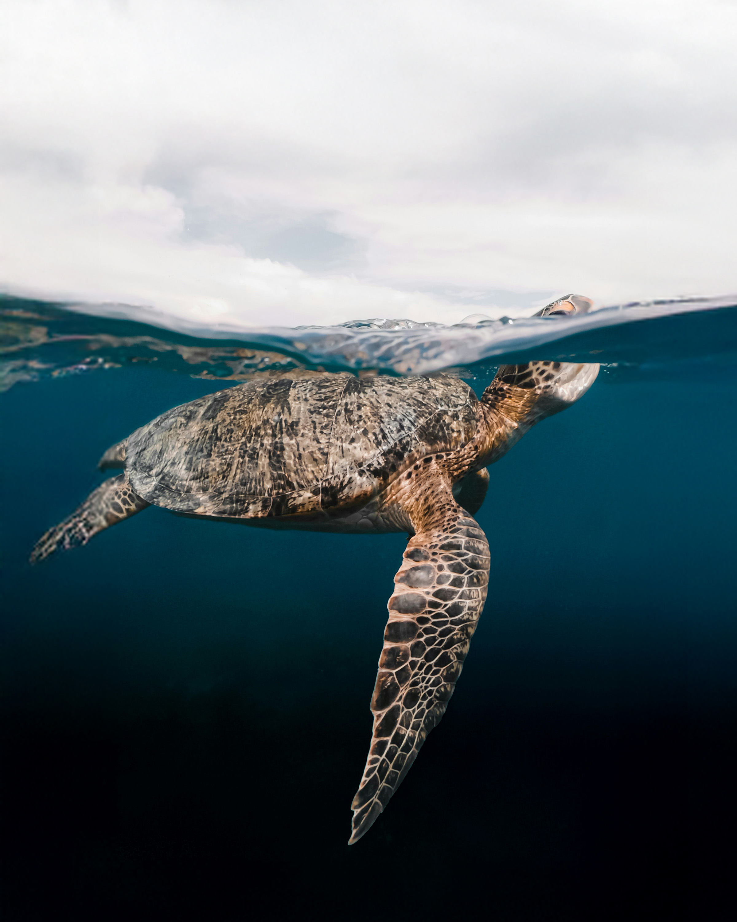 Turtle