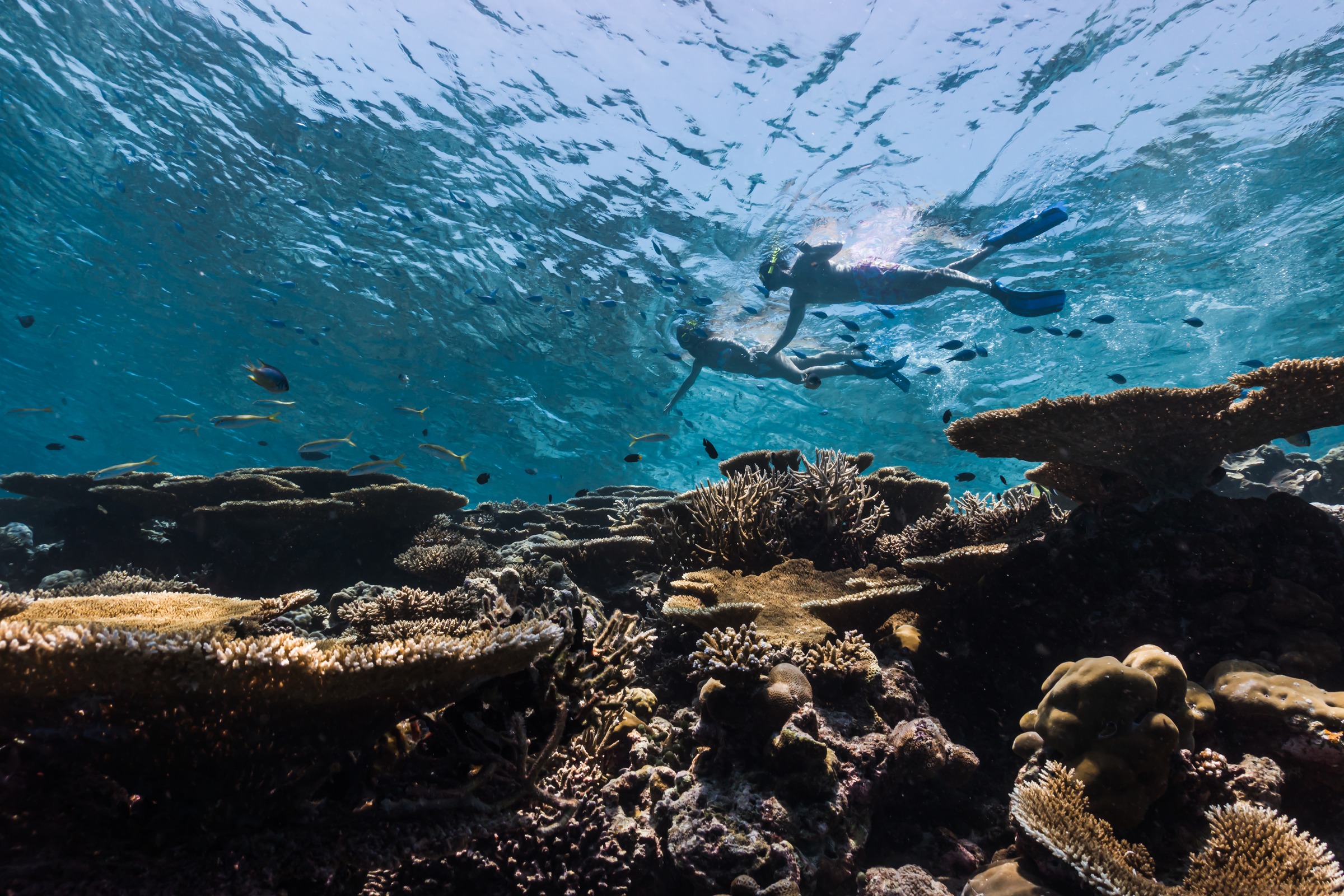 Snorkeling Safari Excursion