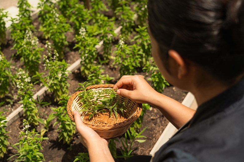 Sun Siyam Vilu Reef Brings Earth Day to Life Through Community and Conservation Herbs Garden