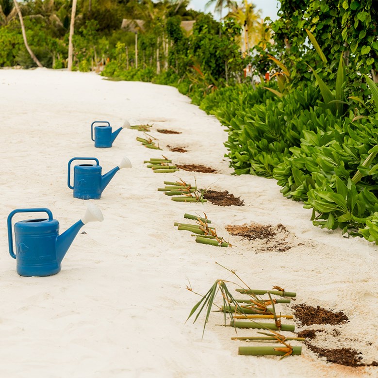 Tree Planting at Sun Siyam Iru Veli