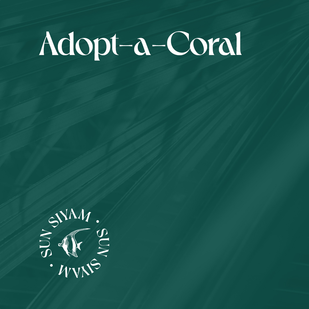 SSVR Adopt A Coral