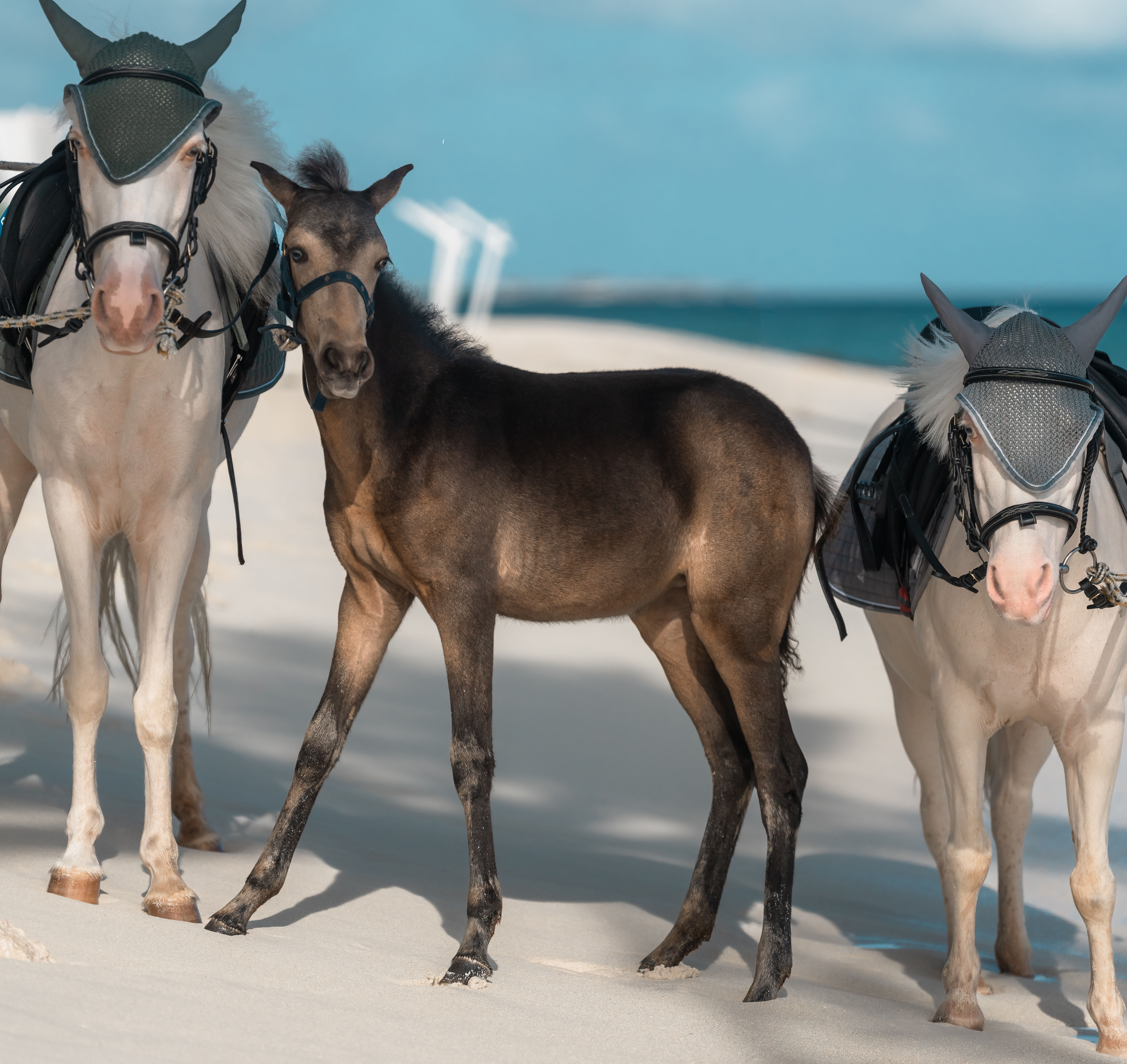 Pony Shoot 38 450X425