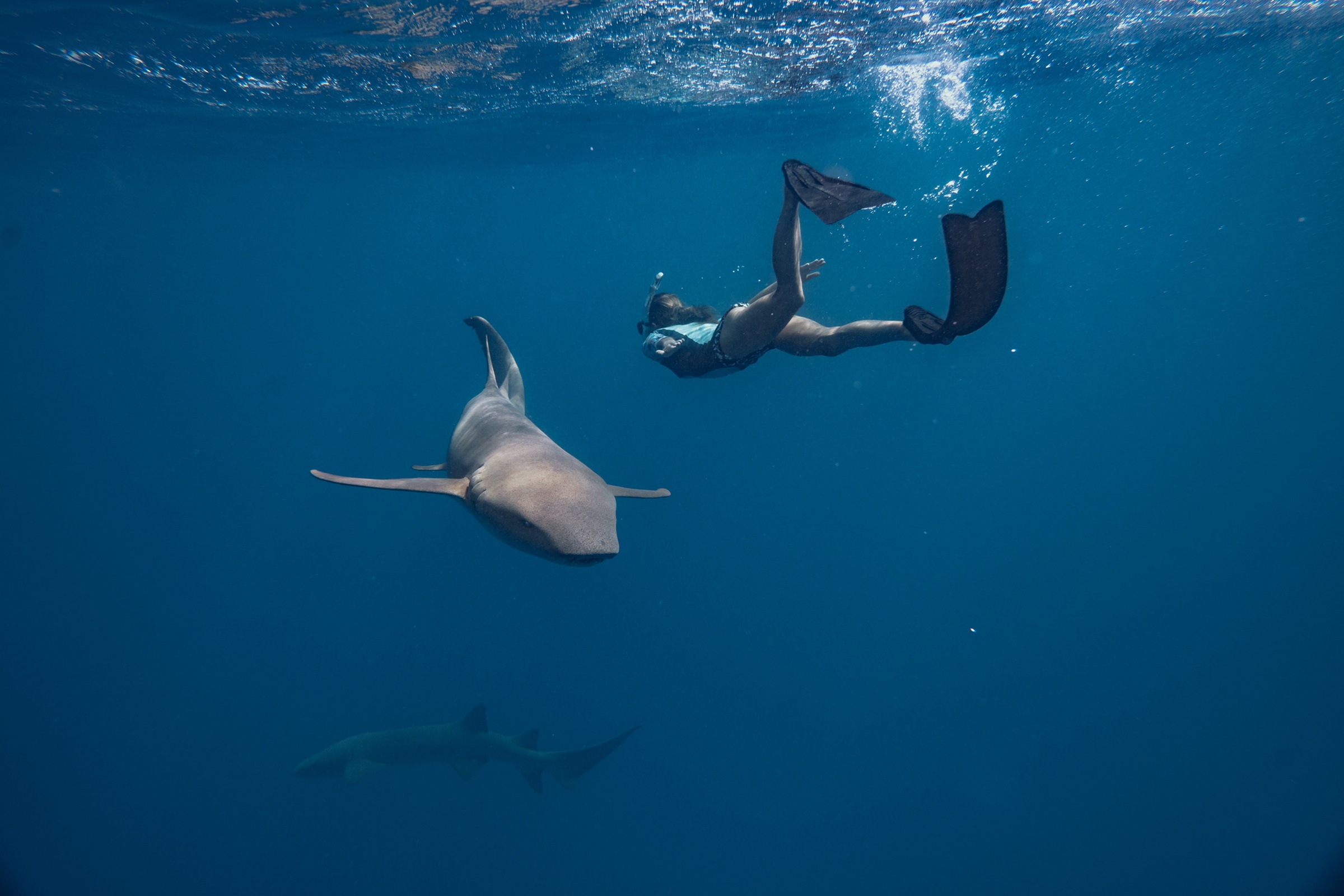 Nurse Shark Excursion